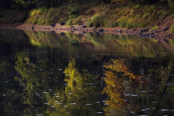 Piękny Krajobraz Rzeką Lasem — Zdjęcie stockowe