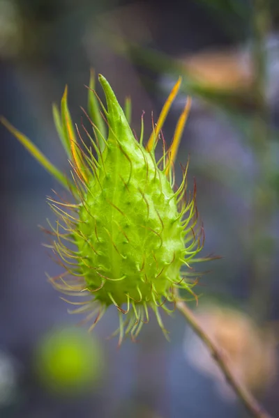 Verde Pianta Esotica Vicino — Foto Stock