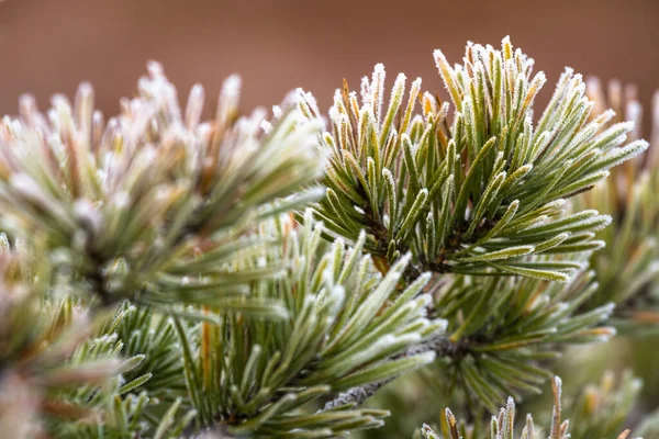 Frost Grön Gran Träd — Stockfoto