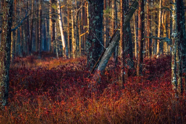 Hermoso Bosque Salvaje Del Norte — Foto de Stock