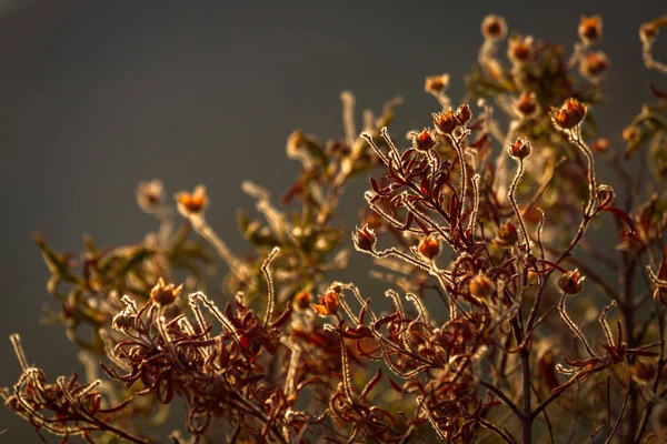 Rostlina Větvemi Zavřít Přírodě — Stock fotografie