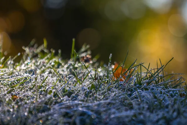 大自然背景下的霜冻草地 — 图库照片