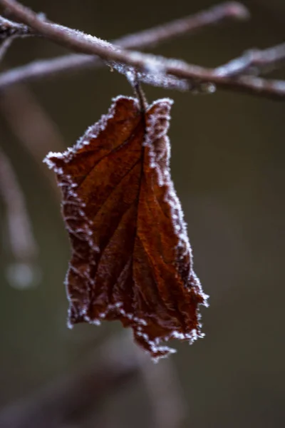 森林里树枝上的冻叶 — 图库照片