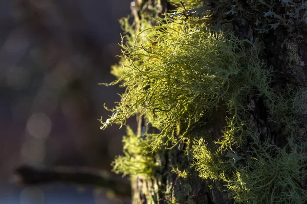 树上的绿色苔藓靠拢 — 图库照片