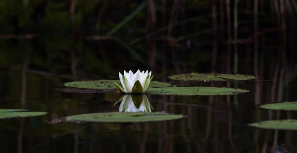 Lotus Blommor Sjön Vatten — Stockfoto