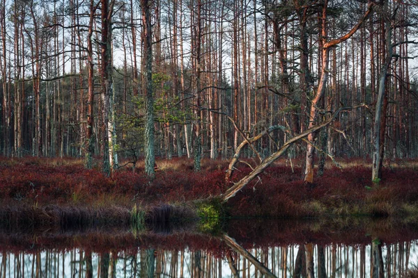 Peisaj Frumos Pădure Sălbatică — Fotografie, imagine de stoc