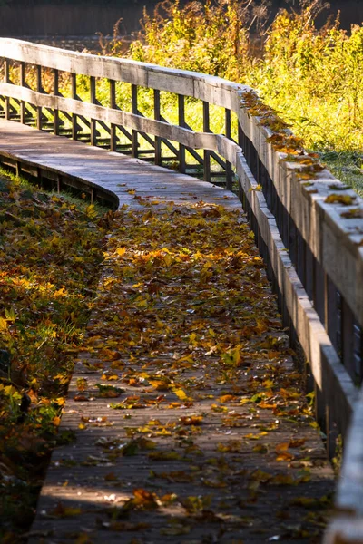 Wooden Path Fallen Leaves Stock Picture