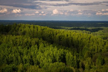 Yaz gününde güzel yeşil manzara