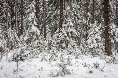 Kış gününde karlı orman