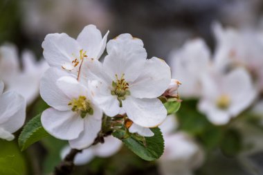 İlkbaharda pembe ve beyaz elma çiçeği