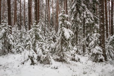 Kış gününde karlı orman