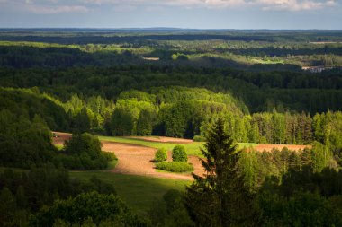 Dağlarda sonbahar ormanı.