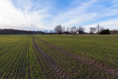 Baharda işlenmiş tahıl tarlaları