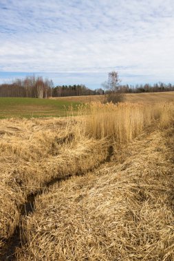 İlkbaharın başlarında bulutlu tarlalar ve çayırlar