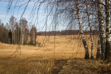 Baharda işlenmiş tahıl tarlaları
