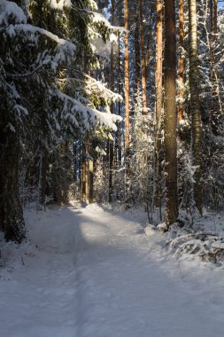 Kış sahnesi - parkta taze kar