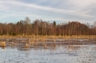 İlkbaharda su altında kalmış tahıl tarlaları