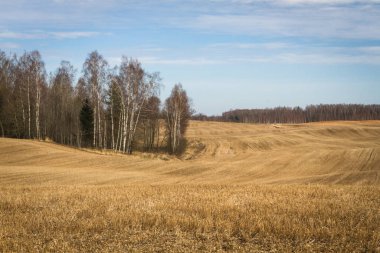 Baharda işlenmiş tahıl tarlaları