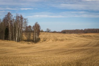 Baharda işlenmiş tahıl tarlaları