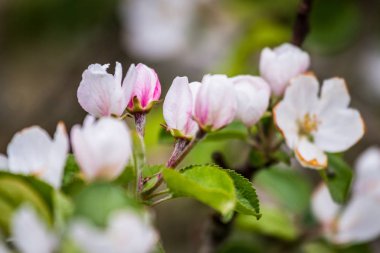 İlkbaharda pembe ve beyaz elma çiçeği