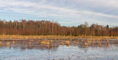 İlkbaharda su altında kalmış tahıl tarlaları