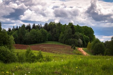 Yaz gününde güzel yeşil manzara