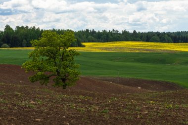 İlkbaharda tarım alanları