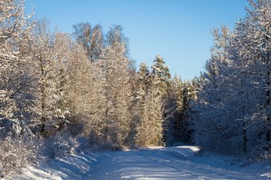 Kış manzarası ile yol ve orman