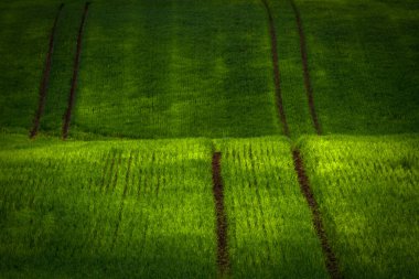 Yeşil çimen desenli güzel bir arkaplan