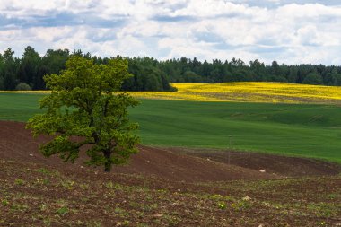 İlkbaharda tarım alanları
