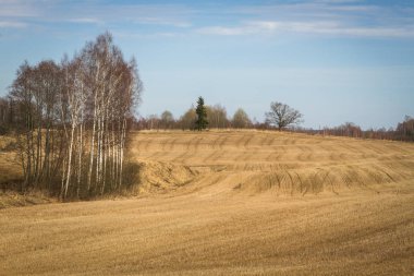 Baharda işlenmiş tahıl tarlaları