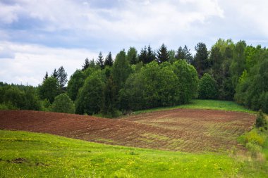 Yaz gününde güzel yeşil manzara