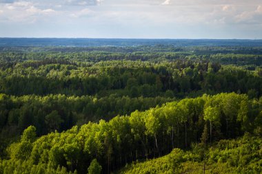 Yaz gününde güzel yeşil manzara