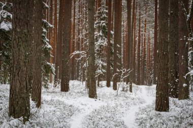Kış mevsiminde karlı orman