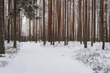 Gündüz vakti karlı kış manzarası