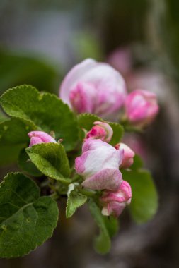 İlkbaharda pembe ve beyaz elma çiçeği