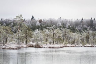 Bataklıktaki bitkilerin üzerinde beyaz don