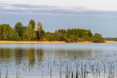 Güzel manzara nehir ve orman