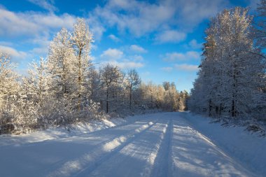 Karla kaplı ağaçlarla kaplı kış ormanı
