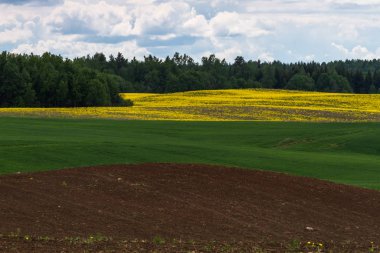 Ormanın ve çayırın güzel manzarası