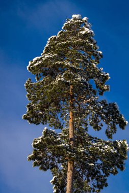 Mavi gökyüzü arkaplanlı çam ağacı