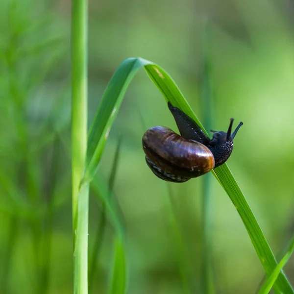 Lumaca Foglia Verde Campo — Foto Stock