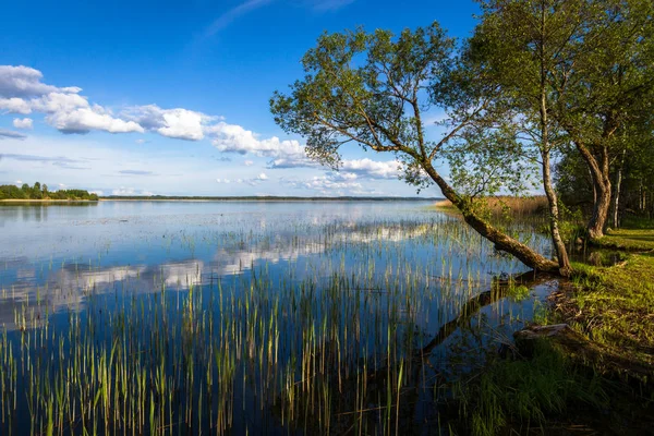 Hermoso Paisaje Del Norte Día Verano — Foto de Stock