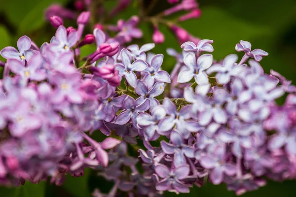 Yeşil çayırda güzel çiçekler