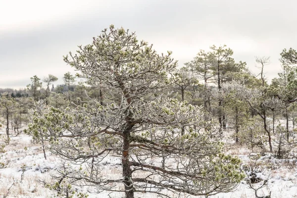 Effects Fire Forest Canary Islands Spain — Stock Photo, Image