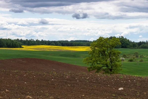 Mezőgazdasági Területek Tavasszal — Stock Fotó