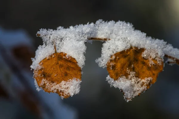 Close Van Een Bevroren Plant — Stockfoto