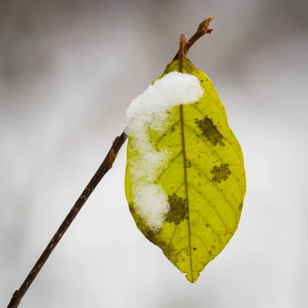 Żółte Liście Śniegu — Zdjęcie stockowe