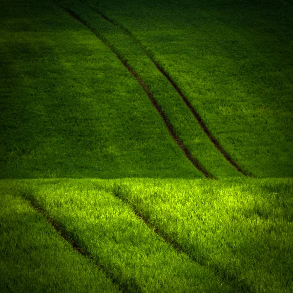 Prachtige Lente Landschap Met Groen Gras — Stockfoto