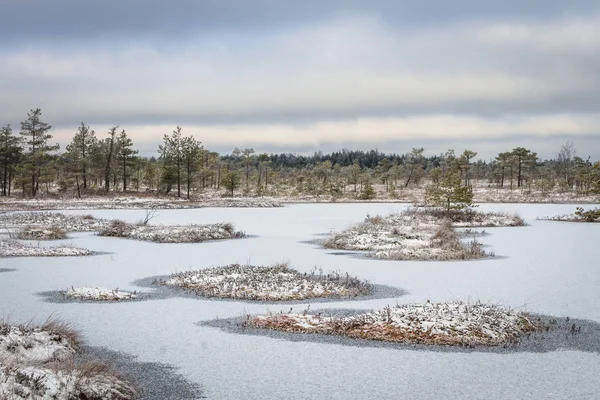 Swamp Winter White Frost Covered Trees Grass — Stock Photo, Image